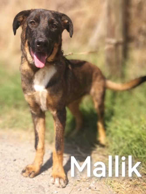 Malik